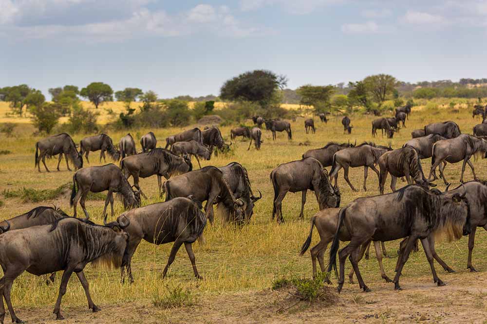 5 Days Memorable Safari to Northern Tanzania, Luxury Memorable Safari, Private Safari to Serengeti