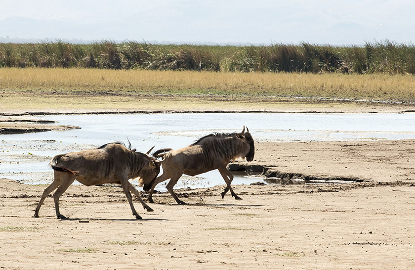 Four Season Lodge Safari, Wildebeest, Melia Luxury Safari, Private Safari