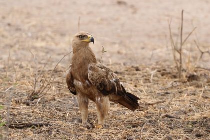 tanzania roadside safaris (2) (Medium)