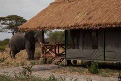 tarangire simba lodge 4