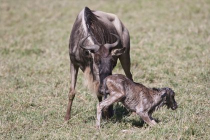 wildebeest calving 1