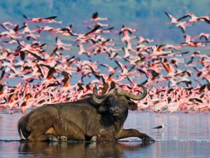 5 Days Awesome Safari to Masai Mara & Lake Nakuru