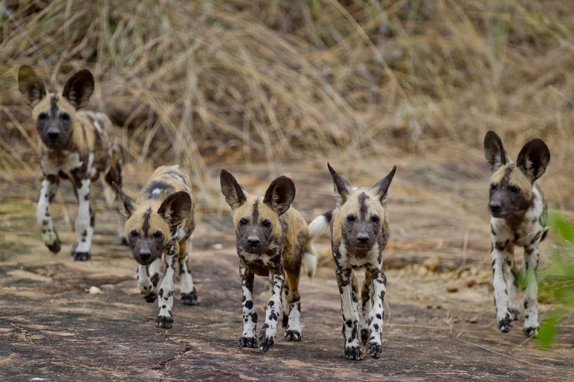 6 Days Wild Dog Safari to Nyerere (Selous), Mikumi & Ruaha National Parks