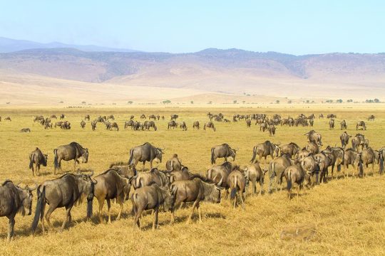 ngorongoro (2)