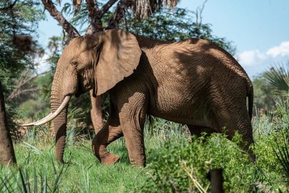 8 Days Safari to Samburu, Mount Kenya, Lake Nakuru & Masai Mara, Kenya National Parks Safari