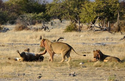 Awesome Safari to Masai Mara, Kenya National Parks Safari