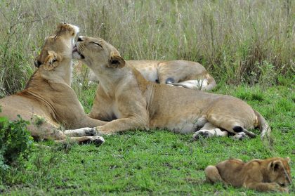 tanzania roadside safari (10)