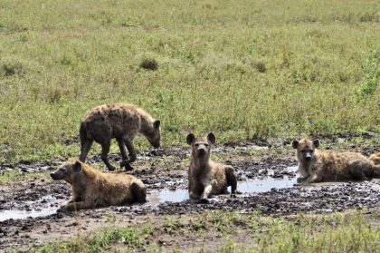 tanzania roadside safari (11)