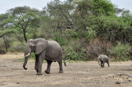 7 Days Big Five Camping Safari to Tarangire, Serengeti & Ngorongoro Crater