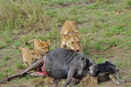 tanzania roadside safari (30)