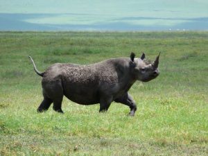 tanzania roadside safari (40)