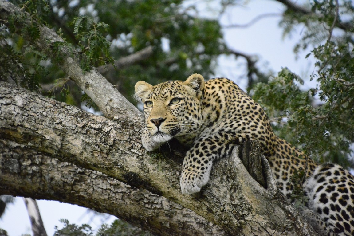 5 Days Luxury Memorable Safari to Northern Tanzania, 3 Days Luxury Fly Safari to Serengeti & Ngorongoro, Four Season Lodge Safari, Melia Luxury Safari, Private Safari