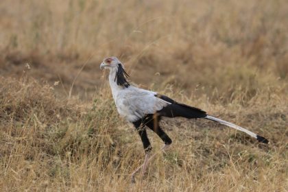 tanzania roadside safaris (13) (Medium)