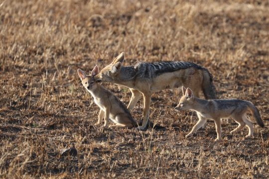 tanzania roadside safaris (19) (Medium)