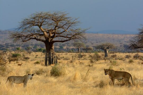 ruaha